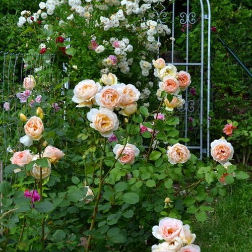Brzoskwiniowo-żółty - Róże pienne - z kwiatami hybrydowo herbacianymi - korona równomiernie ukształtowana